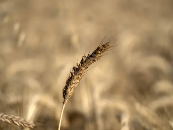 Olgun Buğday Filizi Hasat Için Hazır Makroyu Kapatın — Stok fotoğraf