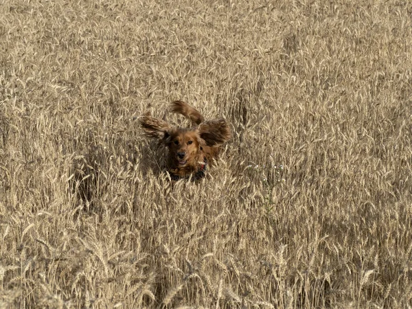 Mutlu Köpek Cocker Spainel Altın Olgun Buğday Tarlasında Koşuyor — Stok fotoğraf