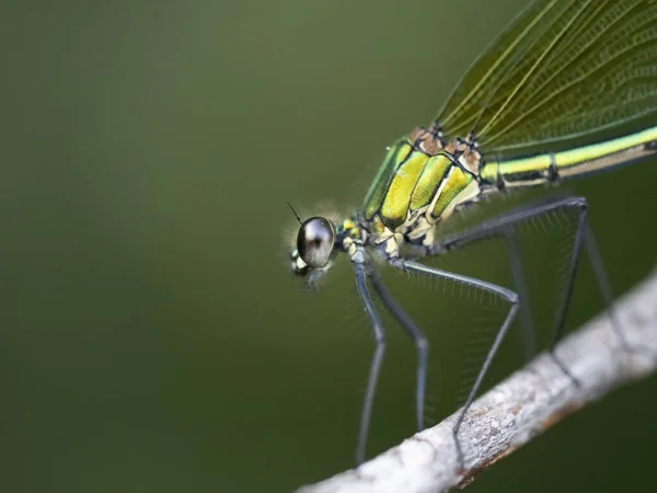 Ojo Libélula Primer Plano Macro Detalle Río —  Fotos de Stock