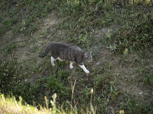 kedi gün batımı portresinde avlanırken
