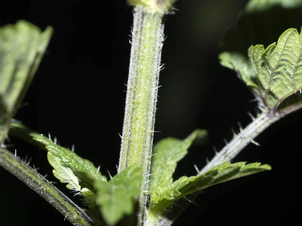 Isırgan yaprağı ayrıntısı makroyu kapat