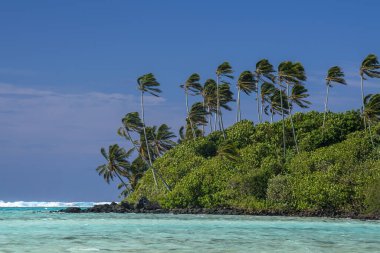 rarotonga Cook Adası Polinezya Plajı Cennet Bahçesi Panoraması