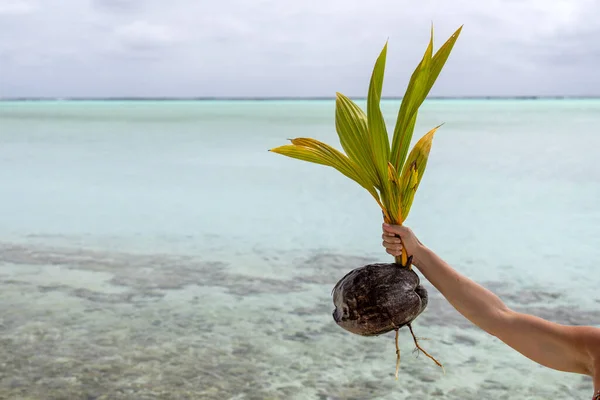 Palmare Pianta Cocco Polinesia Cucinare Isola Laguna Blu — Foto Stock