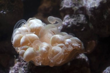 sert mercan polipleri detaylı makro