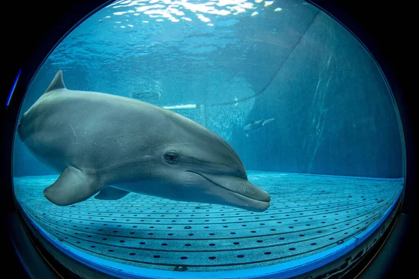 Дельфин Аквариума Глядя Водой Крупным Планом Портрет — стоковое фото