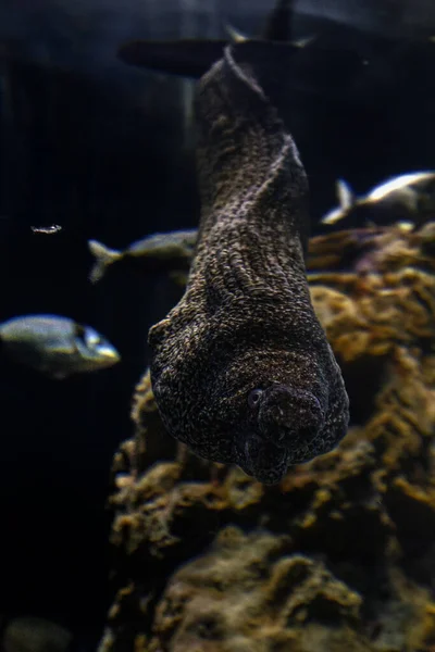 Aal Mooray Kommt Ihnen Unter Wasser Nahaufnahme Porträt Lustiges Gesicht — Stockfoto