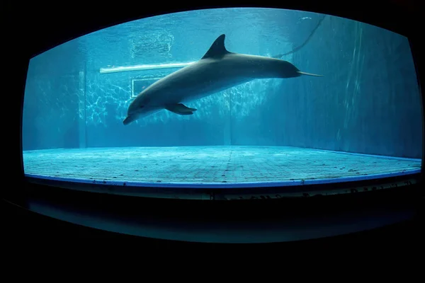 Delfin Akwarium Patrząc Ciebie Pod Wodą Zbliżenie Portret — Zdjęcie stockowe