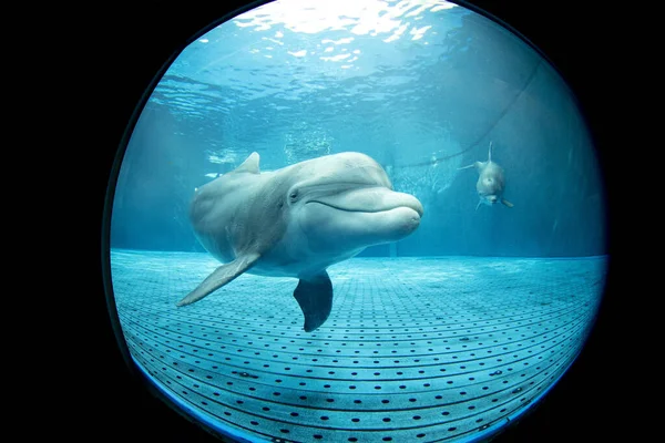 Aquarium Delfin Sieht Sie Unter Wasser Aus Nächster Nähe Porträt — Stockfoto
