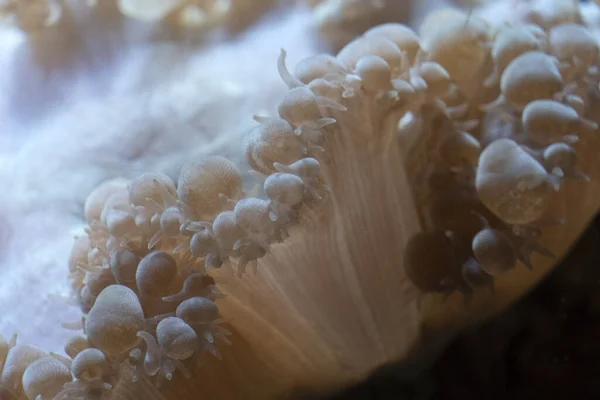 Макро Жестких Коралловых Полипов — стоковое фото