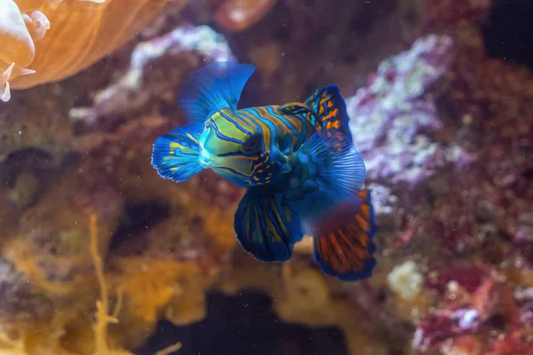 Mandarin Fish Underwater Close Portrait Macro — Stock Photo, Image