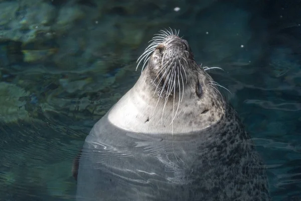 Phoque Gris Dans Eau Portrait Rapproché — Photo