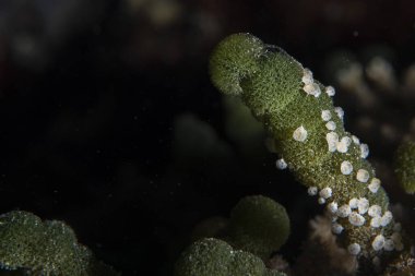 Hint Okyanusu 'nda maldivler dalarken yeşil sünger algasında tütsülenmiş.