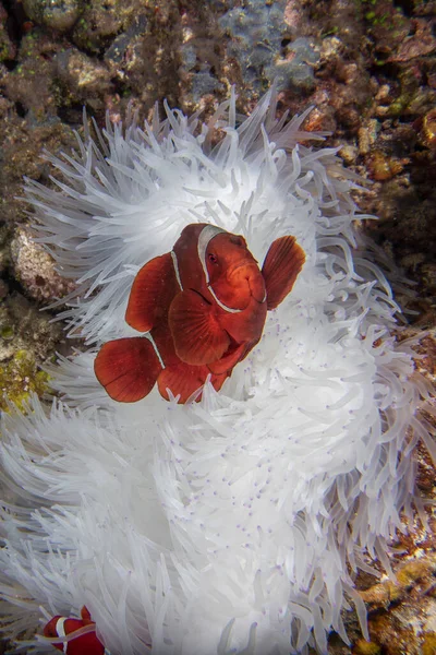Red Clown Fish White Anemone Close Portrait — Stockfoto