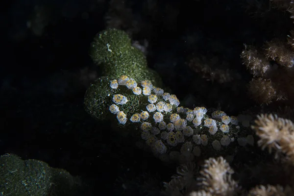 潜水时在水下的绿海绵藻上的水槽 — 图库照片