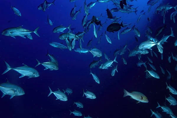 Путешествующие Тунцы Изолированные Голубом Подводном Дне Время Погружения Индийский Океан — стоковое фото