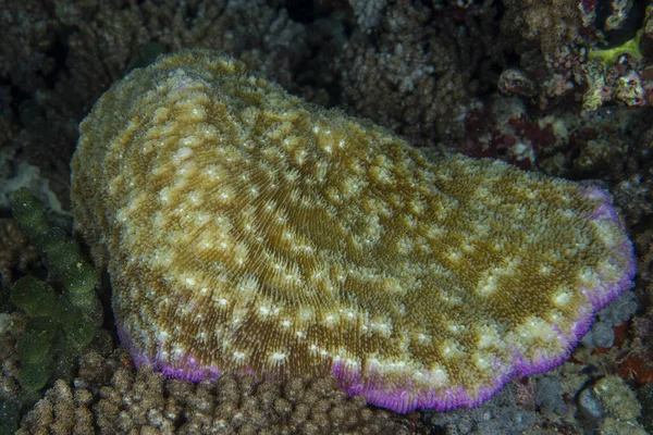 Hard Coral Polyps Macro Detail While Diving Maldives Indian Ocean — Foto de Stock