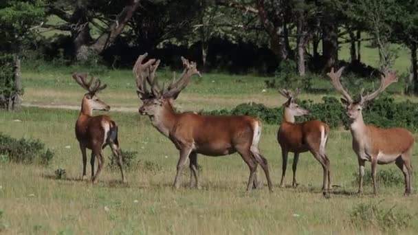 Europees Hertenportret Het Zomerseizoen — Stockvideo