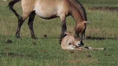 Yazın przewalski at portresi