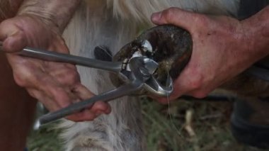 Demirci eşek nallıyor ve toynak temizliyor.