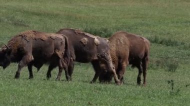 Yaz mevsiminde Avrupa Bizonu portresi