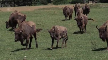 Yaz mevsiminde Avrupa Bizonu portresi