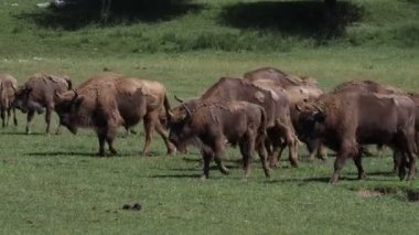 Yaz mevsiminde Avrupa Bizonu portresi