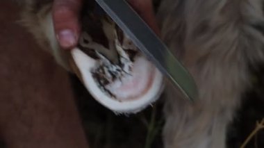 Demirci eşek nallıyor ve toynak temizliyor.