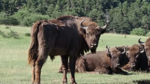 Retrato Bisonte Europeu Temporada Verão — Vídeo de Stock