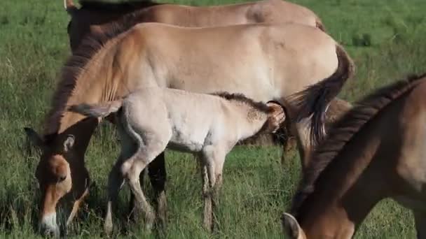 Przewalski Πορτρέτο Άλογο Κατά Θερινή Περίοδο — Αρχείο Βίντεο