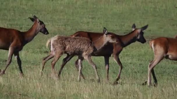 夏季欧洲鹿像 — 图库视频影像