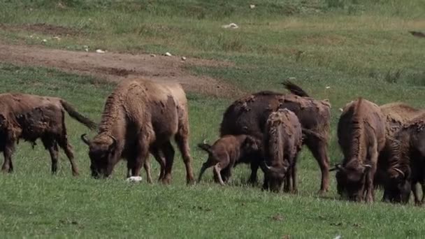 Europeiskt Bisonporträtt Sommarsäsongen — Stockvideo