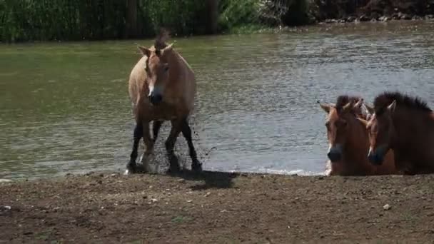Przewalski Pferdeporträt Der Sommersaison — Stockvideo