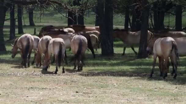 Przewalský Portrét Koně Letní Sezóně — Stock video