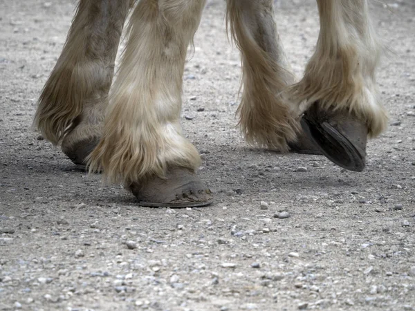 Arbeitstier Zugpferd Huf Verliert Details — Stockfoto