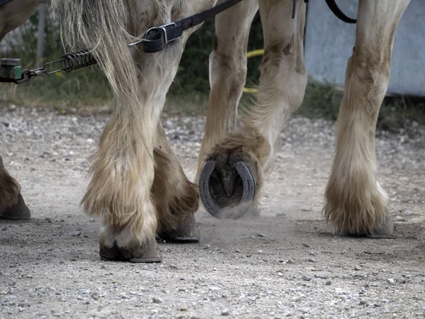 作業馬のドラフト作業馬の蹄の詳細を失う — ストック写真