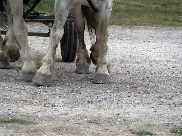 Workhorse Projecto Trabalho Cavalo Casco Perder Detalhe — Fotografia de Stock
