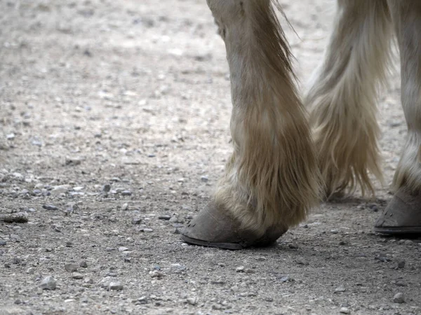 Arbeitstier Zugpferd Huf Verliert Details — Stockfoto