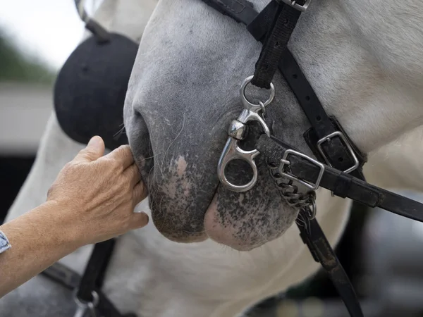 Caballo Batalla Tiro Pezuña Caballo Trabajo Perder Detalle —  Fotos de Stock