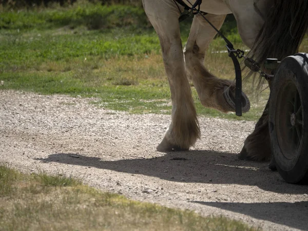 作業馬のドラフト作業馬の蹄の詳細を失う — ストック写真