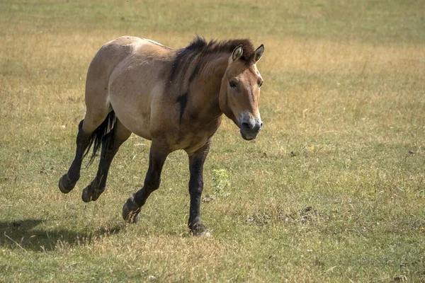 Przewalski Pferd Läuft Ihnen Porträt Der Sommersaison — Stockfoto