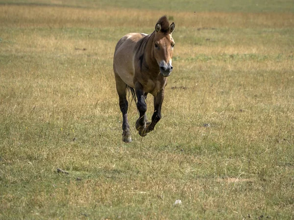 Przewalski Лошадь Бежит Портрет Летний Сезон — стоковое фото