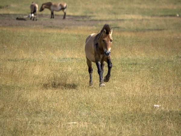 Przewalski Atı Yaz Mevsiminde Sana Koşuyor — Stok fotoğraf