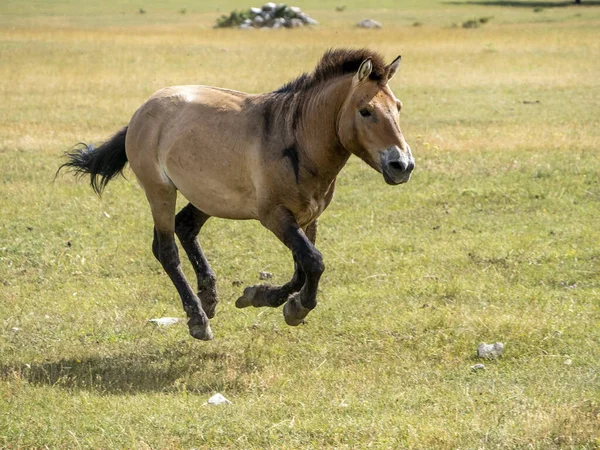 Przewalski Häst Kör Till Dig Porträtt Sommarsäsongen — Stockfoto