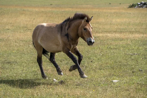 Przewalski Koń Biegnie Ciebie Portret Sezonie Letnim — Zdjęcie stockowe
