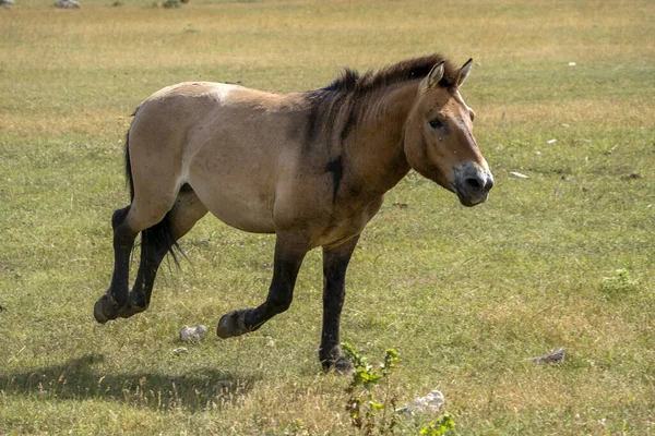 Przewalski Atı Yaz Mevsiminde Sana Koşuyor — Stok fotoğraf