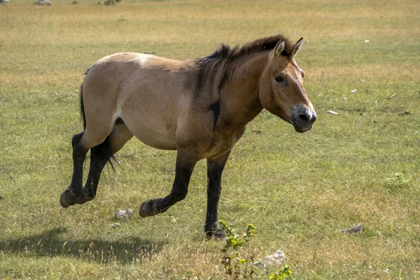 Przewalski Häst Kör Till Dig Porträtt Sommarsäsongen — Stockfoto