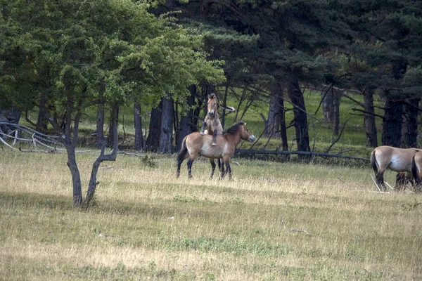 Przewalski Paard Mannelijke Hengst Vechten Het Zomerseizoen — Stockfoto