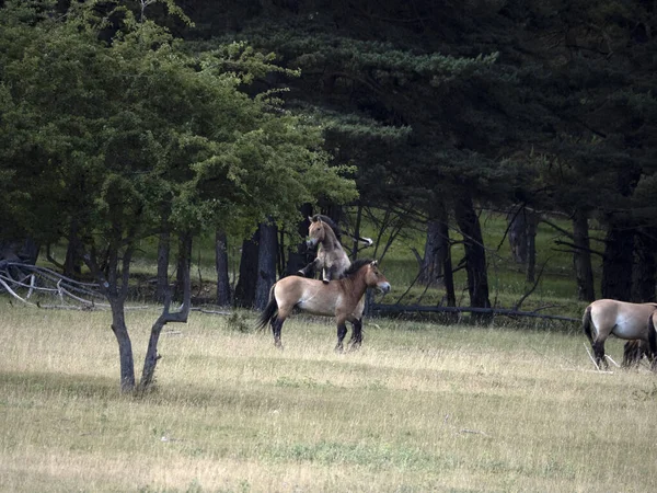 Przewalski Atı Erkek Aygır Yaz Mevsiminde Dövüşüyor — Stok fotoğraf