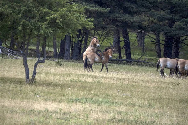 Przewalski Caballo Macho Semental Lucha Temporada Verano — Foto de Stock