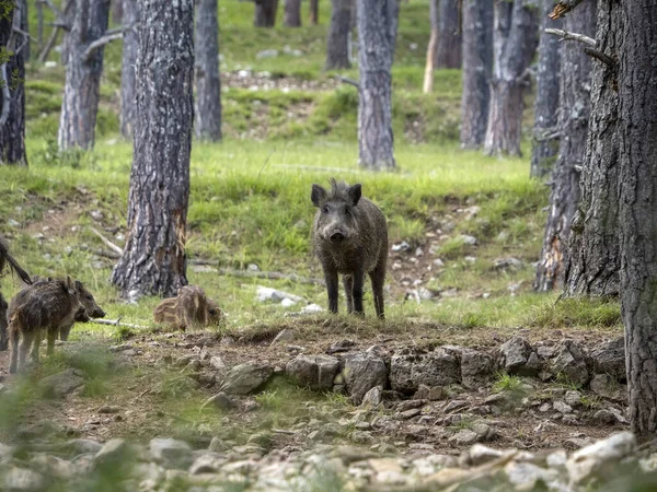 Yaz Mevsiminde Ormanda Yabandomuzu Portresi — Stok fotoğraf